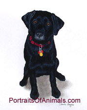 Black Lab Dog Portrait - Pet Portraits by Cherie