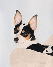 Chihuahua Dog Portrait