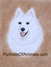 Samoyed Dog Portrait - Pet Portraits by Cherie
