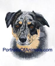 Australian Shepherd Portrait - Pet Portraits by Cherie Vergos
