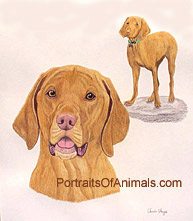 Vizsla Dog Portrait - Pet Portraits by Cherie