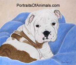 English Bulldog Puppy Portrait - Pet Portraits by Cherie