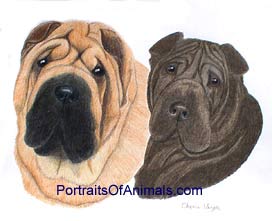 Chinese Sharpei Dog Portrait - Pet Portraits by Cherie