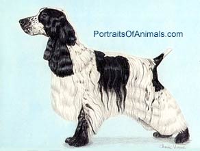 English Cocker Spaniel Dog Portrait - Pet Portraits by Cherie