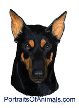 Doberman Dog Portrait - Pet Portraits by Cherie
