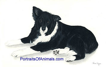 Border Collie Dog Portrait - Pet Portraits by Cherie