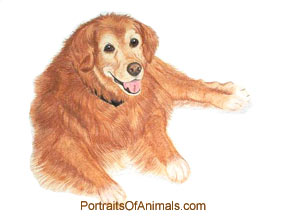 Golden Retriever Dog Portrait - Pet Portraits by Cherie