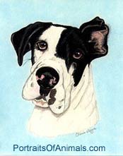 Great Dane Dog Portrait - Pet Portraits by Cherie