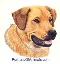 Lab and Rottweiler Mix Dog Portrait - Pet Portraits by Cherie
