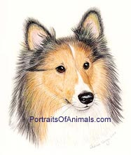 Sheltie Dog Portrait - Pet Portraits by Cherie