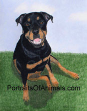 Rottweiler Portrait - Pet Portraits by Cherie