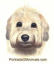Soft Coated Wheaten Terrier Dog Portrait - Pet Portraits by Cherie