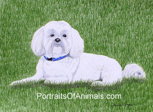 Lhasa Apso Dog Portrait - Pet Portraits by Cherie