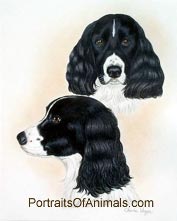  Springer Spaniel Dog Portrait - Pet Portraits by Cherie