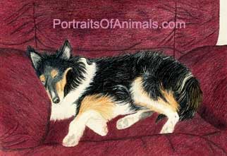Collie Portrait - Pet Portraits by Cherie Vergos