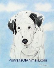 Dalmation Dog Portrait - Pet Portraits by Cherie
