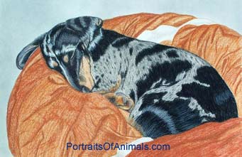 Dachshund Dog Portrait - Pet Portraits by Cherie