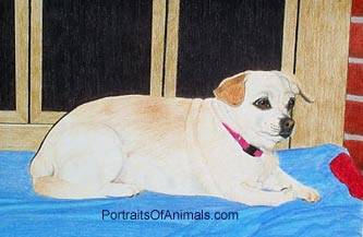 Chihuahua/Pekingese Mix Dog Portrait - Pet Portraits by Cherie