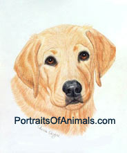 Yellow Lab Dog Portrait - Pet Portraits by Cherie