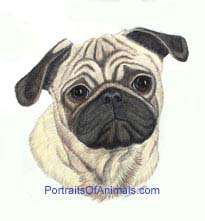 Pug Dog Portrait - Pet Portraits by Cherie