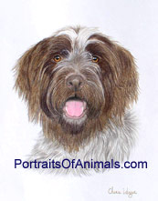 Wire Haired Pointing Griffon Dog Portrait - Pet Portraits by Cherie