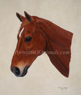 Thoroughbred Horse Portrait - Pet Portraits by Cherie Vergos