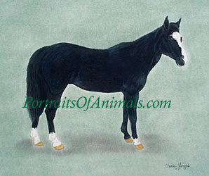 Quarter Horse Portrait- Pet Portraits by Cherie Vergos