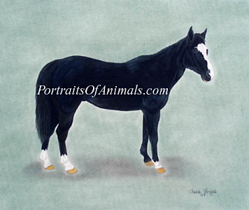 Quarter Horse Portrait- Pet Portraits by Cherie Vergos