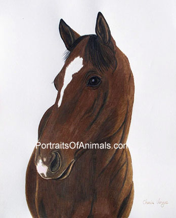 Thoroughbred Horse Portrait