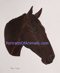 Horse Portrait