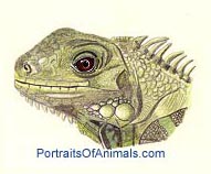 Iguana Portrait