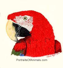 Greenwing Macaw Portrait