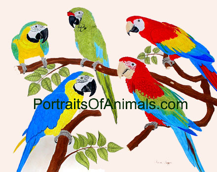  - parrotport5macawssm