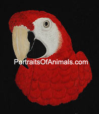 Scarlet Macaw Portrait- Pet Portraits by Cherie