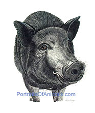 Pot Bellied Pig Portrait