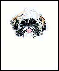 Shih Tzu Outline