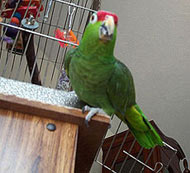 Riko the Red Lored Amazon