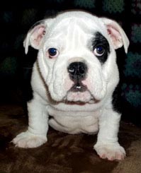 English Bulldog Photo