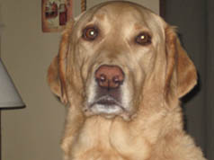 Yellow Lab Photo