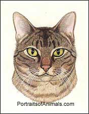 Tabby Cat Pet Portrait