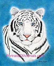White Tiger Portrait-Pet Portraits by Cherie Vergos
