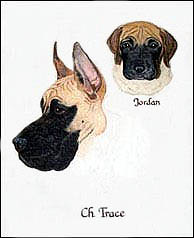 Trace- Great Dane Pet Portrait -Stage 2